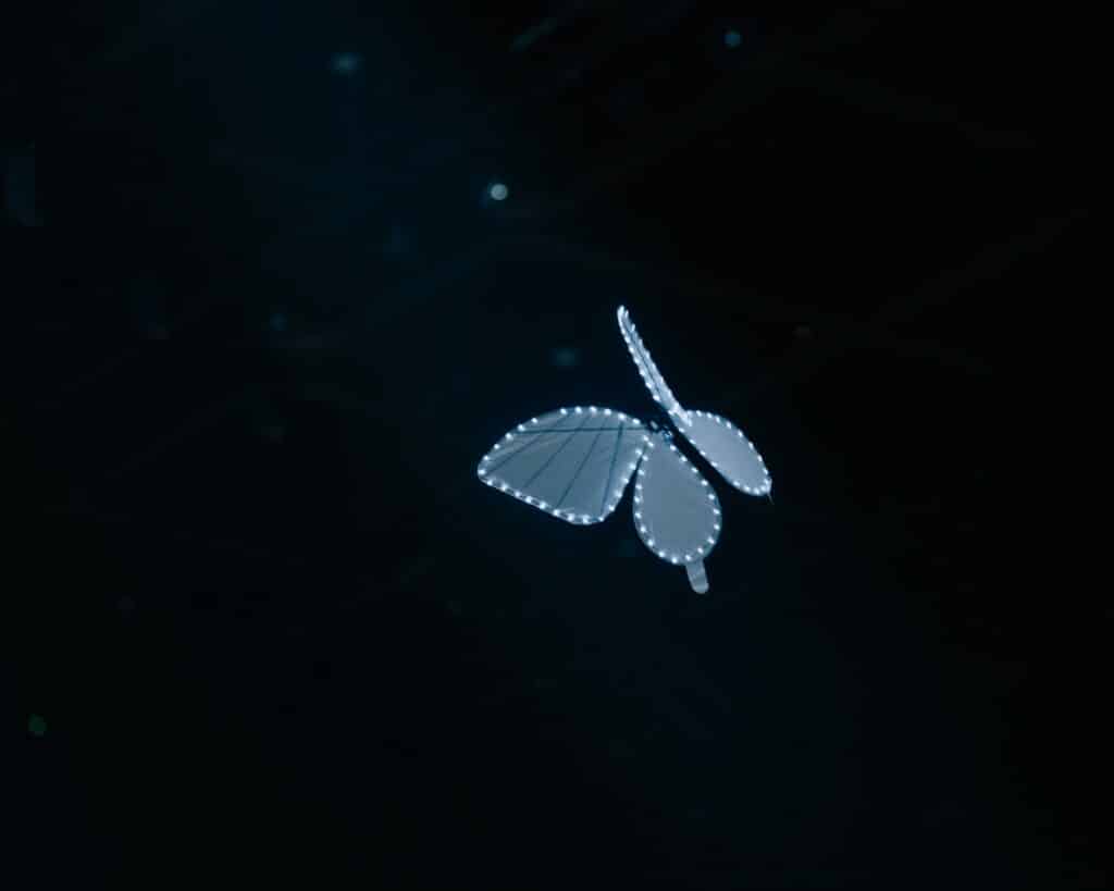 Phoenix and butterfly, Istanbul