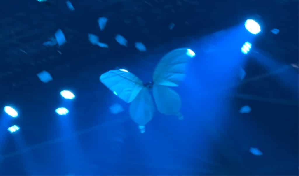 Butterfly web
