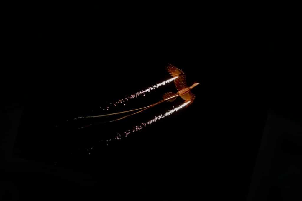 Fire phoenix in flight